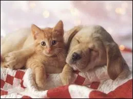 Question bonus : les chats et les chiens s'entendent-ils bien ?