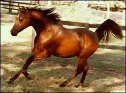 Quelle est cette race ?