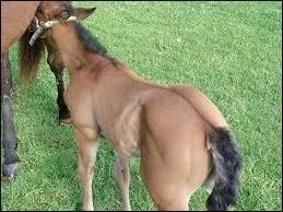 Ce poulain a sur le dos ...