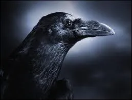 Quelle est la dernire ligne de l'indice donn par le messager du Fouille-Cur ?