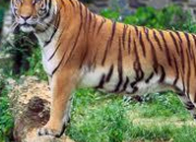 Quiz Les tigres du Bengale