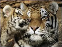 Jusqu' combien pse le tigre ?