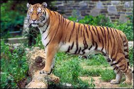 Quel est le nom scientifique du tigre du Bengale ?