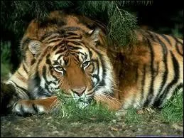 Comment chasse-t-il ?