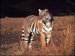 Combien de kilos de viande peut-il avaler par jour ?