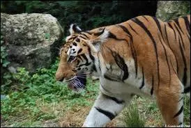 Un tigre possde un territoire de...