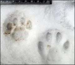 Quelle est cette empreinte ?