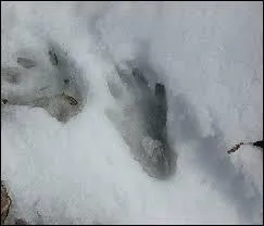 Quelle est cette empreinte ?