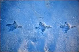 Quelle est cette empreinte ?