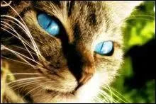 Qui est le frre ou la soeur (de la mme porte) que Coeur d'Epines ?