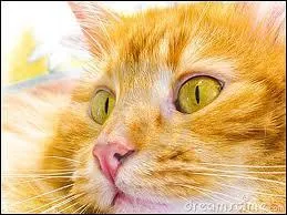 Avec qui Nuage de Lion partage-t-il une grande  amiti  ?