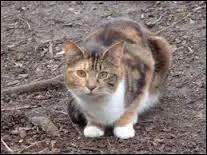 Qui est le compagnon de Poil de Chtaigne ?