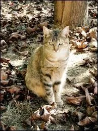 Qui est le seul survivant des frres et soeurs de Bois de Frne ?