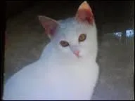 Qui est le pre d'Aile Blanche ?