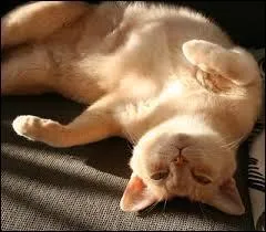 Quels noms de chatons les petits de la premire porte de Chipie ont-ils ports ?