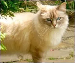 De quelle chatte domestique Nuage de Sureau est-il le fils ?