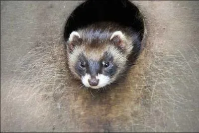 Si vous avez rat la premire rponse, ce n'est pas une raison pour ...