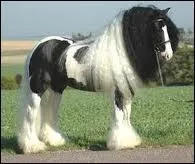 Le cheval peut-il vomir ?