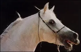 Pourquoi le cheval hennit-il ?