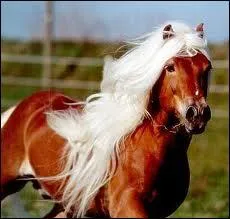 Quelle est la robe de ce cheval ?