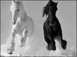 Quelles sont les trois principales allures du cheval ?