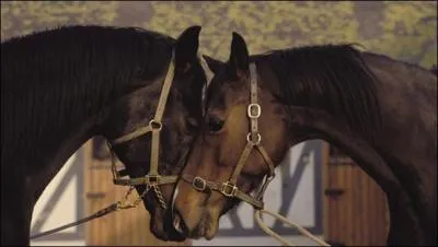  quoi sert un licol ?