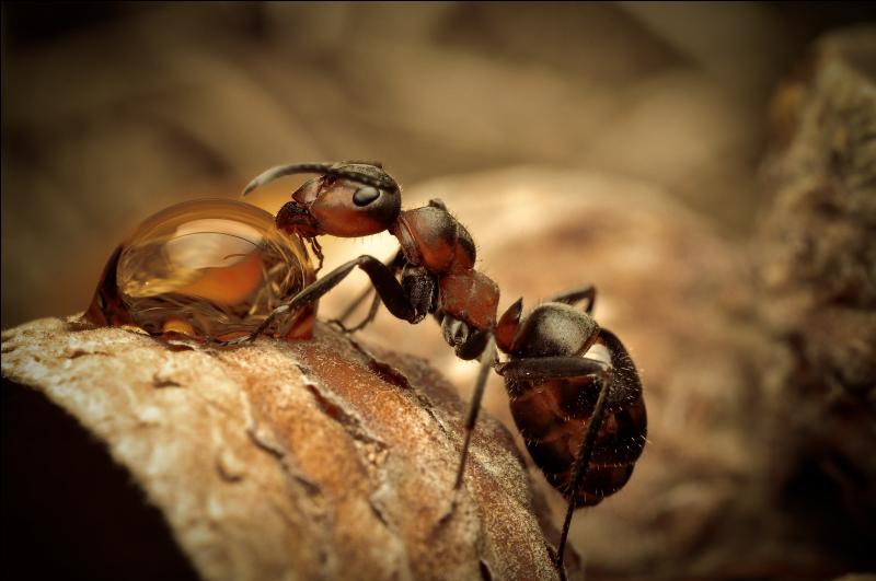 Les fourmis...