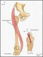 Quel nom porte ce muscle fin de la cuisse ?