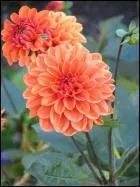 Quel est le nom de cette fleur ?