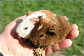 D'ou viennent les cochons d'Inde ?