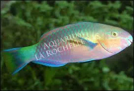 Qui est ce poisson ?