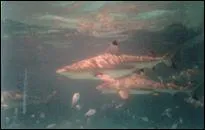 Pour ne pas mourir ( part manger), que doit faire le requin ?