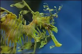 Quel est cet animal ?