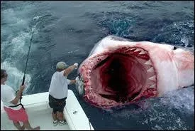 Quel est ce requin ?