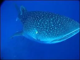 Quel est ce requin ?