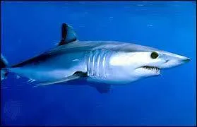 Quel est ce requin ?