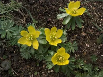 Sa fleur en forme de boule rappelle celle du bouton d'or. Son nom est l'homophone correspondant  l'action de  marcher  et l .
