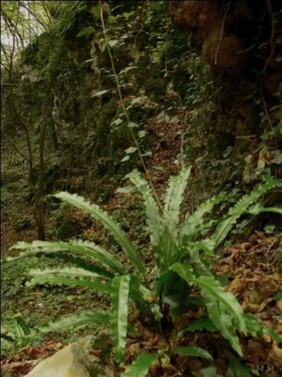 Aucun doute, vous avez reconnu la fougre  scolopendre . Quel genre animal porte ce mme nom ?