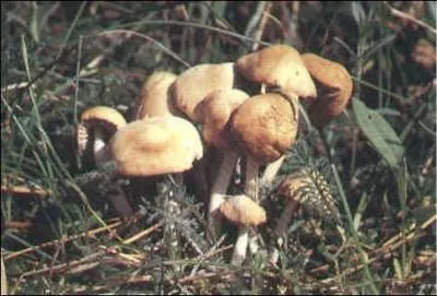 Quel autre nom,  la connotation dpressive, le faux mousseron porte-t-il ?