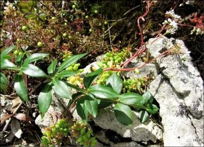 Autrefois, il se cultivait une espce voisine,  rubia tinctorum  pour extraire de la racine une teinture : la garance. Celle-ci porte le nom de :