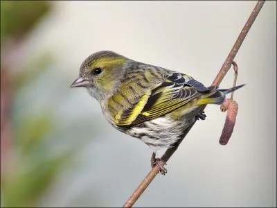 Joli petit oiseau dont le nom est semblable  celui dont Cyrano dplore la longueur.