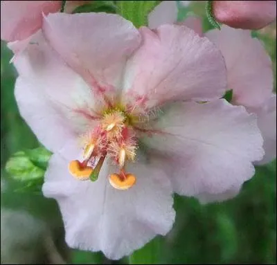 Cette splendide plante porte le nom d'un le bretonne et d'une rgion correspondant au Liban actuel.