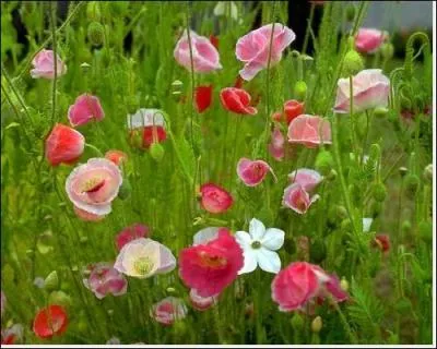 Quand  l'article  n'est ni un dterminant dfini, ni une division dans le dictionnaire, de quoi est-il question, en biologie vgtale ?