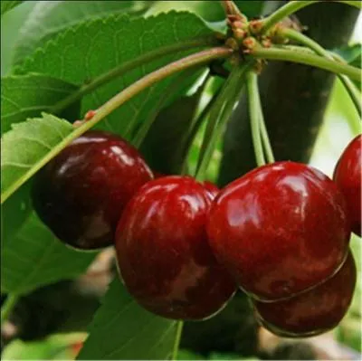 J'ignore si les ---- grimpent aux arbres pour les dguster, quoi qu'il en soit, cette cerise porte le nom de -------. Le fruit est d'une belle teinte rouge sombre brillant, il renferme une chair trs apptissante, parfume et juteuse.
