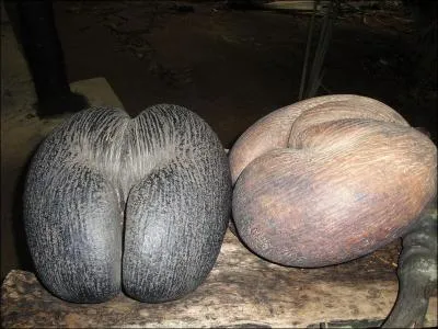 Vous les verrez aux Seychelles. La forme caractristique leur attribue un nom vocateur :