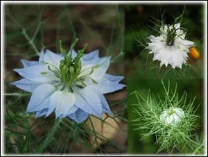 La ---- est l'une des salades qui se rapproche le plus de la chicore sauvage, mais c'est aussi le nom de la nigelle cultive donnant le cumin.
