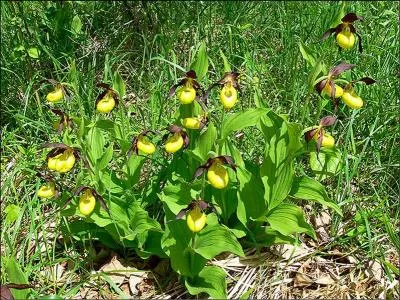 Cette jolie fleur porte le nom d'une chaussure.