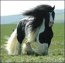 Le trot est une allure  ...