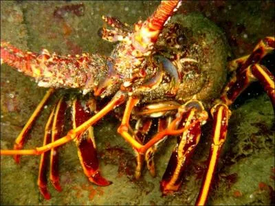 Comment s'appellent les larves des langoustes ?