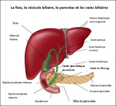 L'insuline, prescrite aux diabtiques est scrte par quel organe ?